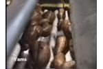 Sweet Potatoes & Yams Video