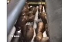 Sweet Potatoes & Yams Video