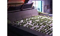 Kerian - Brussels Sprouts Sorting and Grading Machine