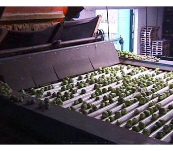 Kerian - Brussels Sprouts Sorting and Grading Machine