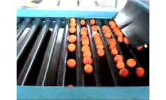 Kerian - Apricots Sorting and Grading Machine