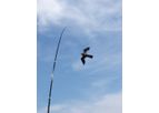 OysterGro - BirdAway Hawk System