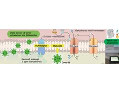 How odor sense is affected by Covid-19