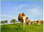 Gro2Max - Cattle Probiotic