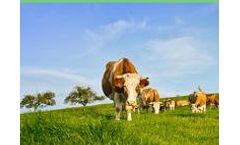 Gro2Max - Cattle Probiotic
