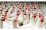 Food and Feed Industry Software for Premix - Agriculture - Poultry