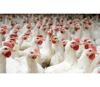 Food and Feed Industry Software for Premix - Agriculture - Poultry