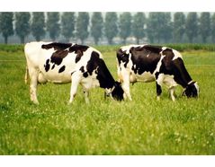 Strategies to help you improve feed efficiency in livestock