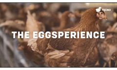 Tecno, the Eggsperience - Video