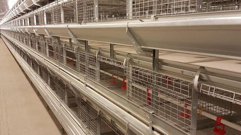 Tecno - Ideal Plus - Tecno Poultry - Pullets - Conventional ...
