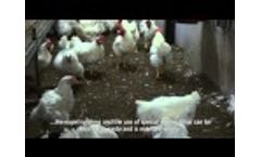 Premium+ laying nest for layer and broiler breeders Video