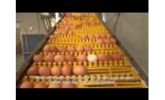 FlexBelt egg transport system Video