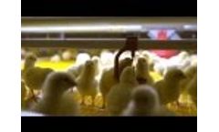 BroMaxx broiler colony system and harvesting solutions Video