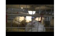 Broiler Farming Cage System Facco Video
