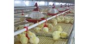 Multi Tier Caged Broiler