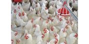 Poultry Floor Management Systems