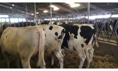 Dutch Cow Export - Video