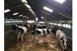 Holstein Friesian Pedigree Cattle