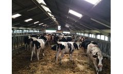 Holstein Friesian Pedigree Cattle
