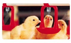 Lubing - Floor Watering System with Cups for Broilers