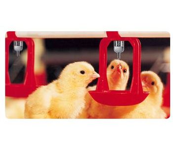 Lubing - Floor Watering System with Cups for Broilers