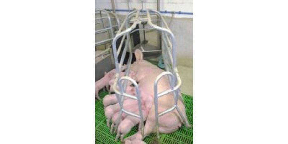 Feeding System for Sows