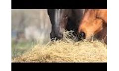 Show Horse with Ulcers Needs New Feed? Video