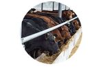 Environmental Control Solutions for Beef - Agriculture - Livestock