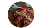 Environmental Control Solutions for Poultry - Agriculture - Poultry