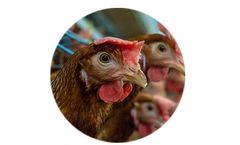 Environmental Control Solutions for Poultry