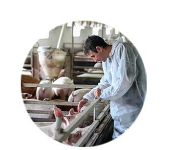 Environmental Control Solutions for Swine - Agriculture - Livestock
