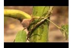 Ant Plants: Cecropia - Azteca Symbiosis Video