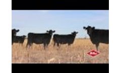 FMC Cow/Calf Program Video
