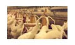 MALEPAN - Rooster Feeding System Video