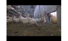Modern Aviary System for Free Range and Barn Egg Production: Natura Step - Video