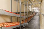 Curve Conveyors For Egg Collection Systems