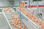 Rod Conveyors for Egg Collection