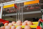EggCam - Poultry Egg Counting System