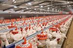 ReproMatic - Feeding System for Broiler Breeders