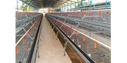 Expandable Management Systems for Laying Hens