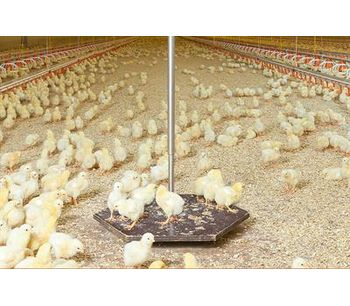 Swing - Model 20 - Poultry Scale