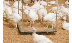 Swing - Model 70 - Poultry Scale for Turkeys