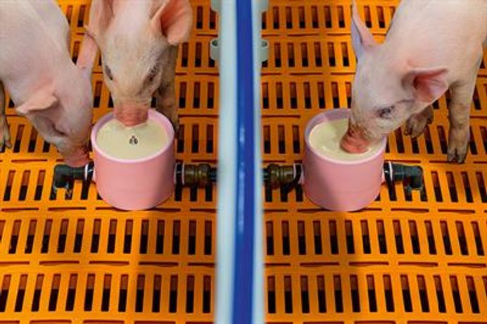 CulinaCup - Suckling Pig Feeding Systems
