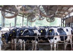 Three Tips to Reduce Heat Stress in Dairy Cows