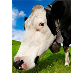 DVM TempTrack - Automatic Livestock Health Monitoring Systems