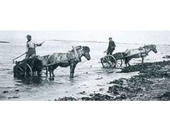 Seaweed collectors, approximately 1900