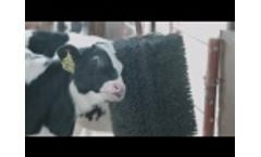 Calf Care at Its Finest Video