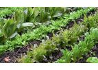 Culbac - All-Natural Biostimulant for Plants
