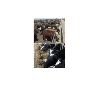 Lactomace - Protein Digestibility and Feed Utilization Conditioner