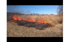 Prescribed Burning of Switchgrass Video